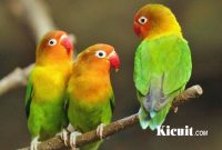 Tips Cara Merawat Burung Lovebird Muda Agar Rajin Bunyi Dan Siap Lomba
