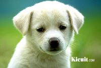 Tips Dan Cara Sederhana Merawat Anak Anjing