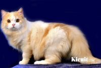 Tips Memelihara Kucing Persia Bagi Pemula