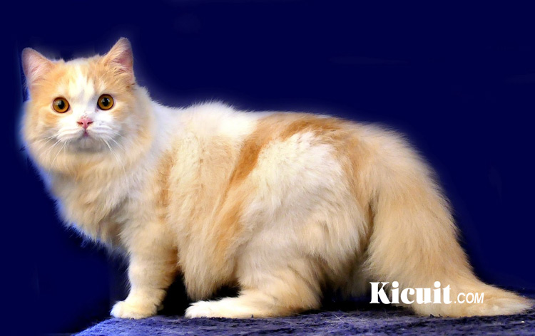 Tips Memelihara Kucing Persia Bagi Pemula