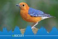 Suara Kicau Burung Anis Merah Gacor Masteran