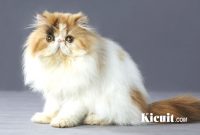 Cara Merawat Kucing Persia