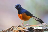 Beragam Jenis Burung Murai Batu Yang Ada Di Indonesia