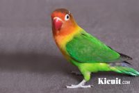 Download 18 Suara Burung Lovebird Gacor Ngekek Ngebom
