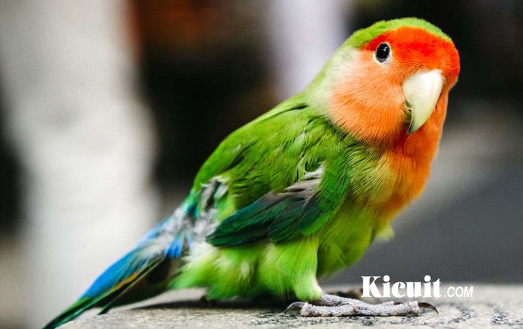 Jenis-jenis Burung Lovebird yang Populer di Indonesia