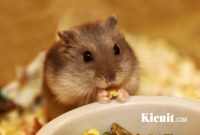 Tips Dan Trik Cara Memelihara Hamster