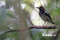 Download Suara Kicau Burung Anis Kembang