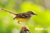 Download Koleksi Suara Burung Ciblek Lengkap