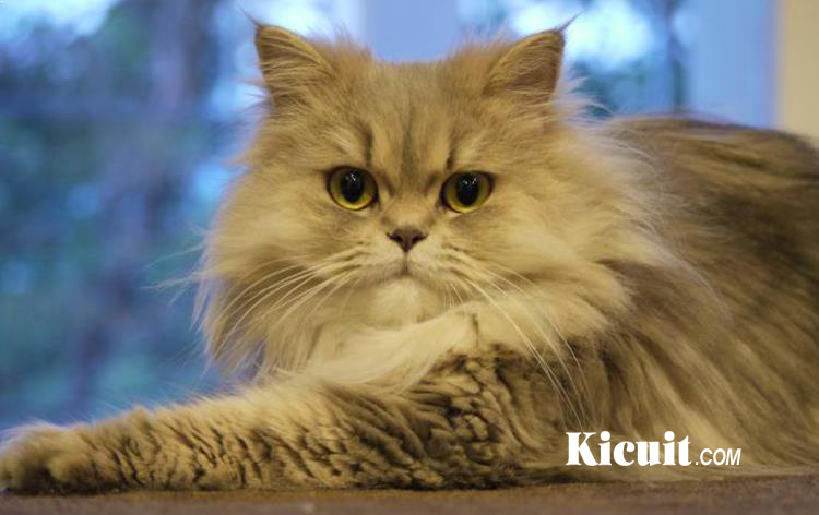 Hal Berikut Wajib Anda Ketahui Sebelum Memelihara Kucing Persia