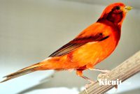 Burung Kenari Black Red
