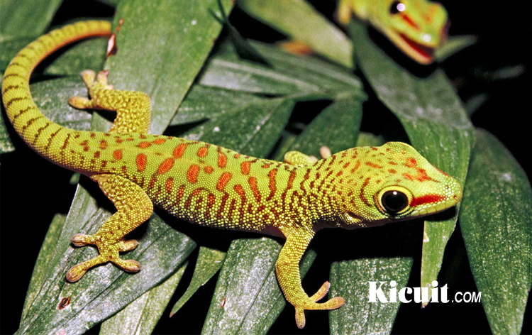 Mengenal Tokek Hias - Gecko