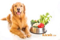 Tips Diet Sehat untuk Anjing