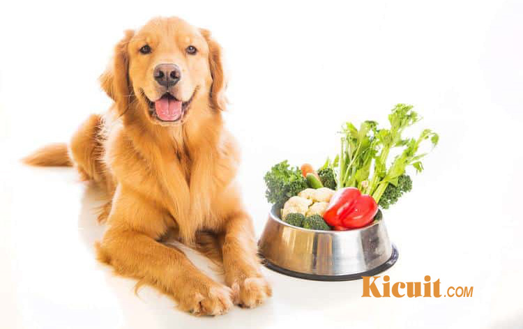 Tips Diet Sehat untuk Anjing