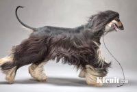 Tips merawat anjing Afghan Hound dengan mudah