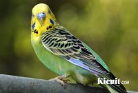 Ciri-Ciri Parkit Holland Dan Perbedaannya Dengan Burung Parkit Lokal