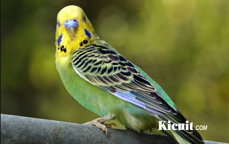 Ciri-Ciri Parkit Holland Dan Perbedaannya Dengan Burung Parkit Lokal