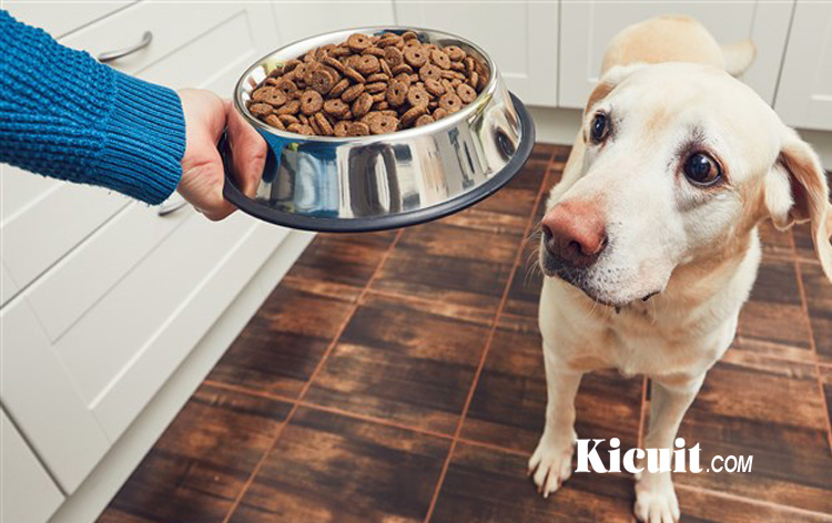 Memilih Dog Food yang Bermanfaat Bagi Anjing
