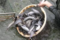 Tips Budidaya Ikan Lele di Daerah Dingin