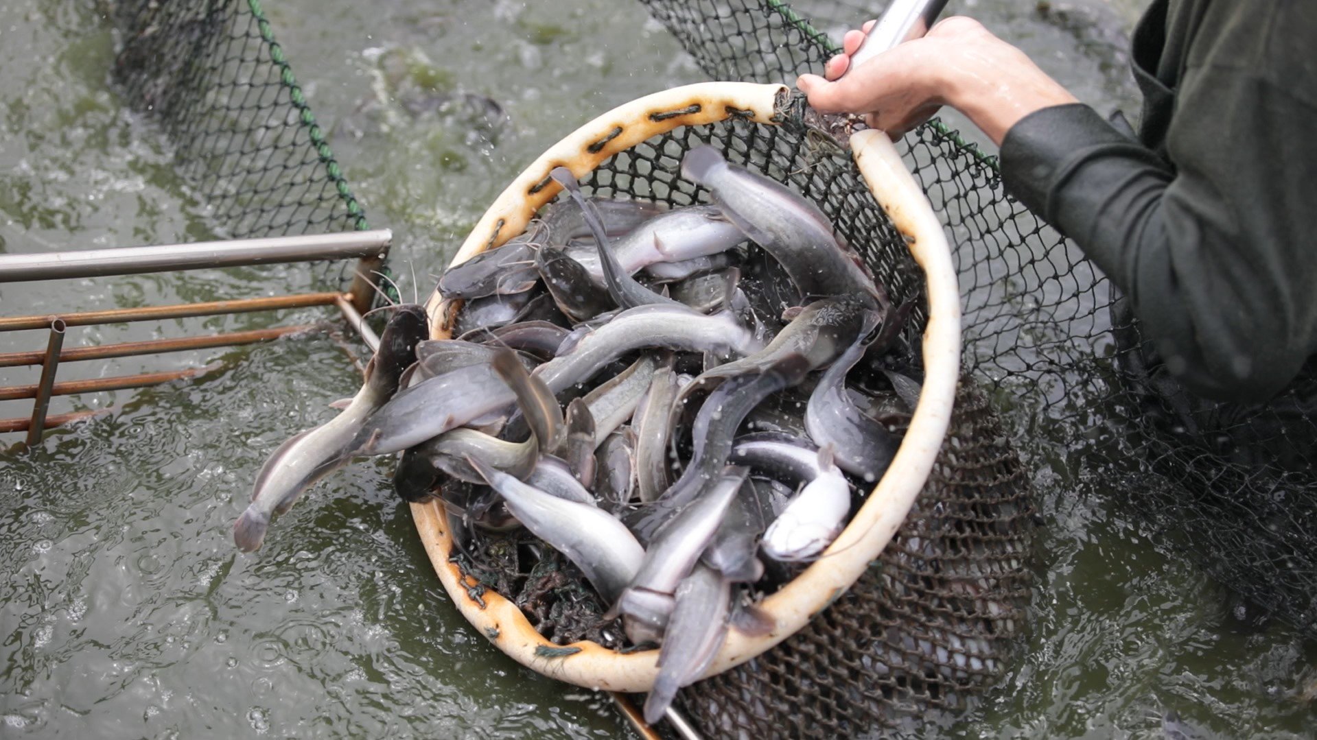 Tips Budidaya Ikan Lele di Daerah Dingin