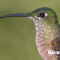 Mengenal 3 Jenis Burung Kolibri dan Karakteristiknya