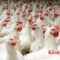 Tips Sukses Bisnis Ternak Ayam Potong