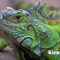 Fakta Tentang Iguana Yang Perlu Anda Ketahui