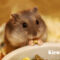 Tips Dan Trik Cara Memelihara Hamster