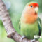 Tips Bisnis Penangkaran Burung Love Bird