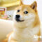 Latihan fisik dan cara merawat anjing Akita Inu