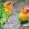 Mengenal 25 Jenis Burung Lovebird Utama Dan Hasil Persilangan